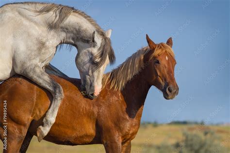 accouplement cheval vide.